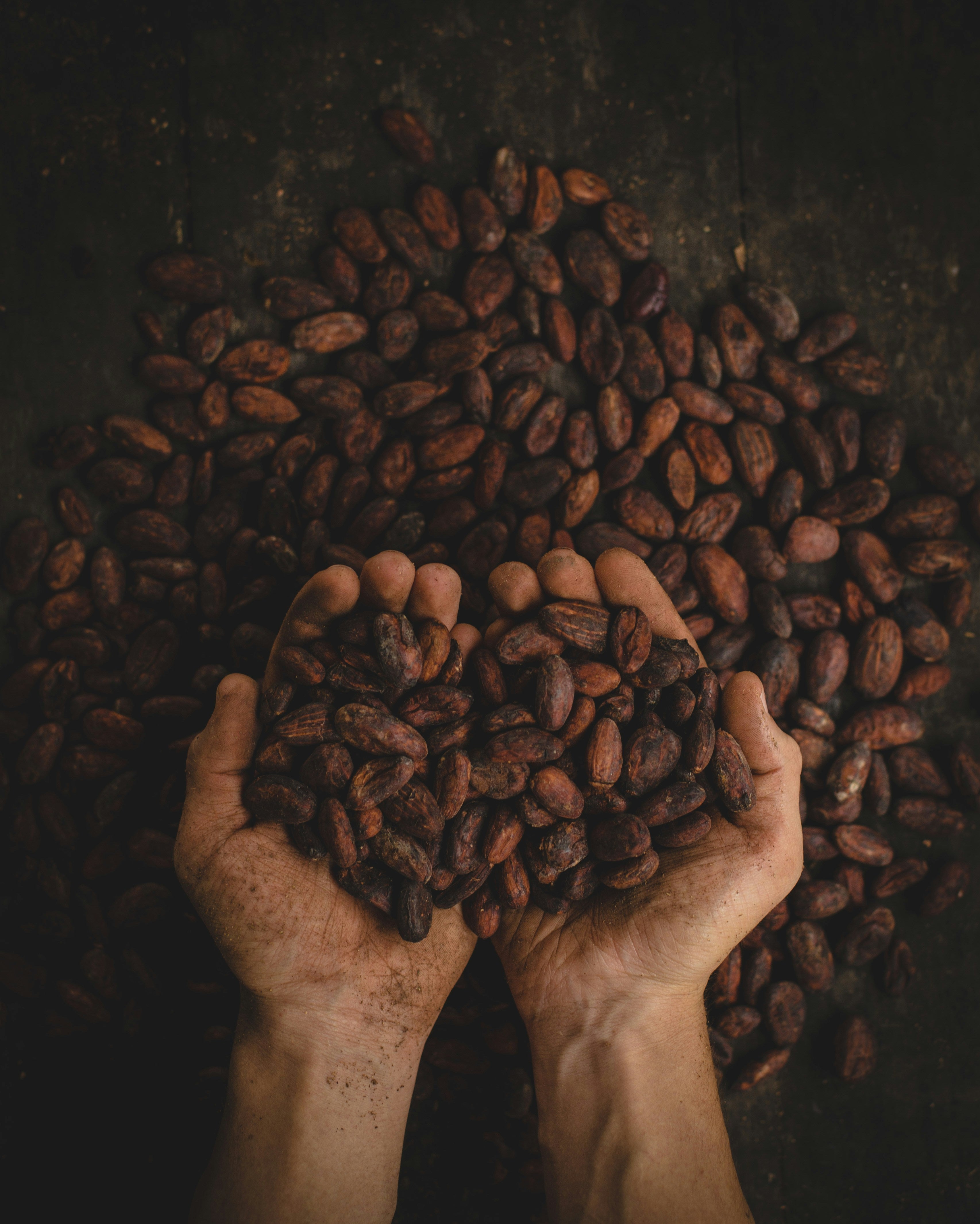 hands full of cacao beans